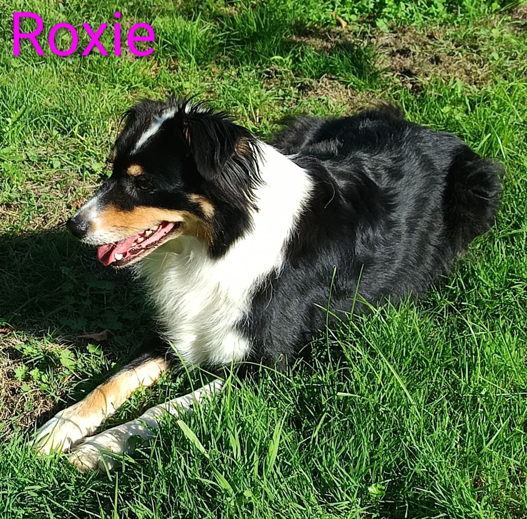 Roxie Du Domaine Des Terres Brunes